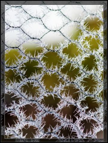 难得一见之雪刺