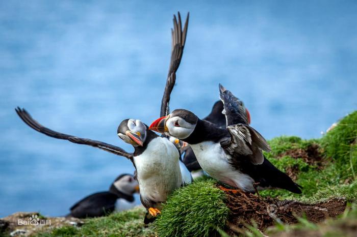 若敏:《北极探险2:在14th july 冰川与北极海鸟相遇》