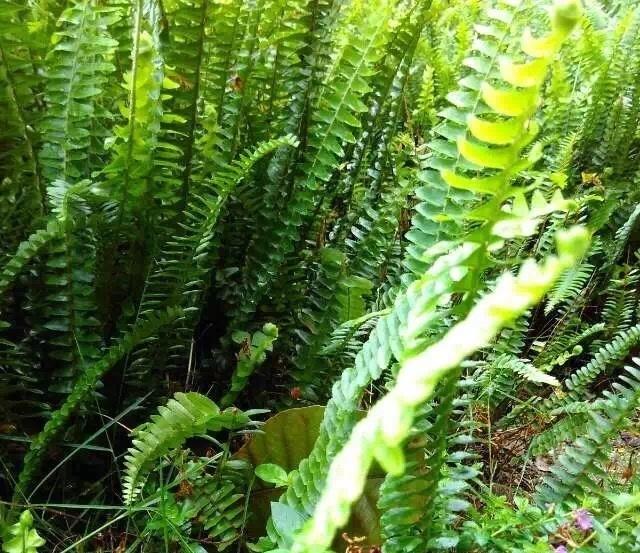一刀 植物王国春意闹 更兼无声细雨浇 叶上绿色何鲜亮 游人抚掌会心笑