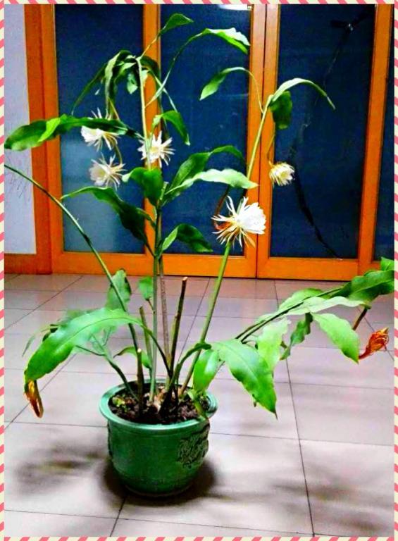 昙花进行曲(一)我家昙花多靓丽